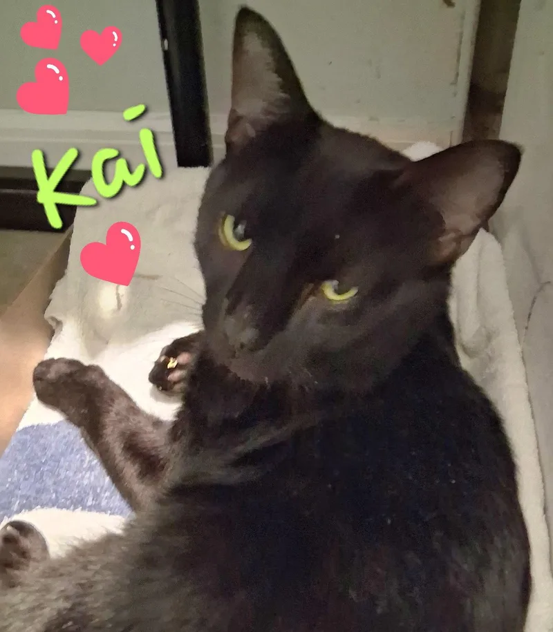 A young medium-sized male Black Domestic Short Hair cat named Kai for adoption in Longwood, FL