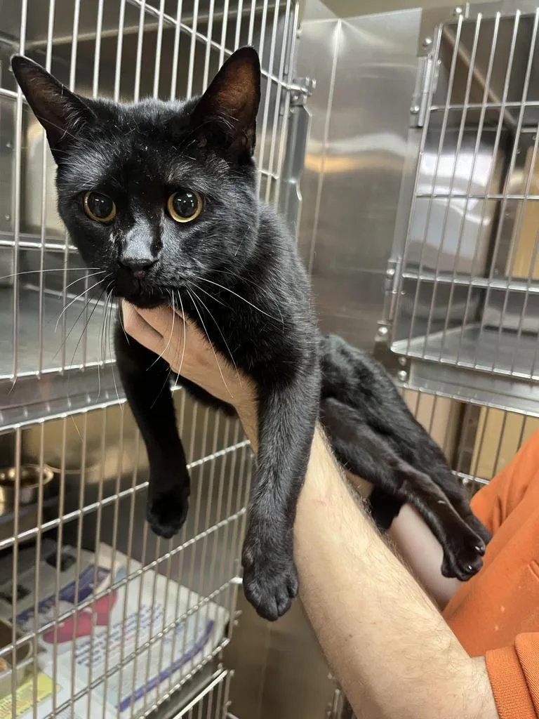 A young small-sized male Domestic Short Hair cat named Roadie for adoption in Nacogdoches, TX