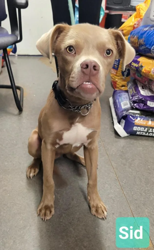 A baby medium-sized male Weimaraner dog named Sid for adoption in Richmond, IN
