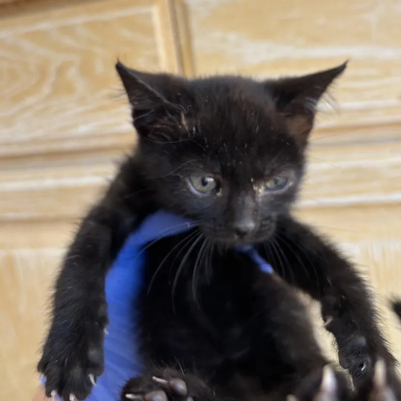 A baby small-sized male Black Domestic Short Hair cat named Nuance for adoption in Kanab, UT