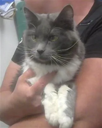 A young small-sized female Domestic Short Hair cat named Pam for adoption in Albuquerque, NM
