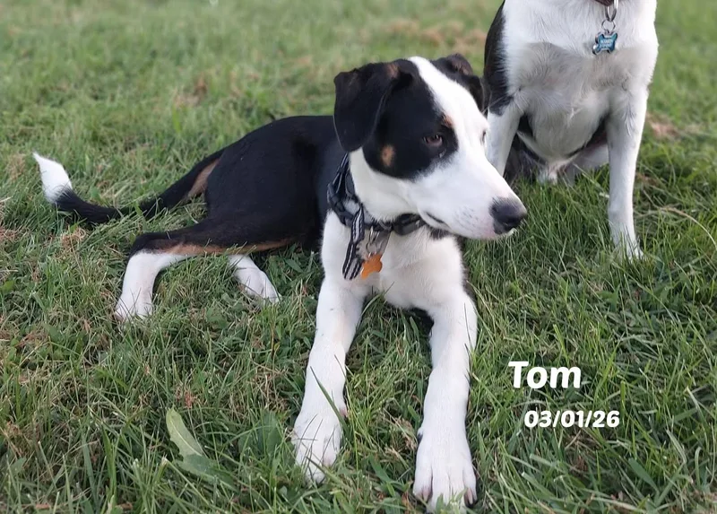 A baby medium-sized male Black Border Collie dog named Tom for adoption in Seymour, IN