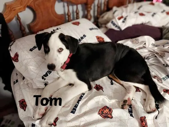 Tom thumbnail 3