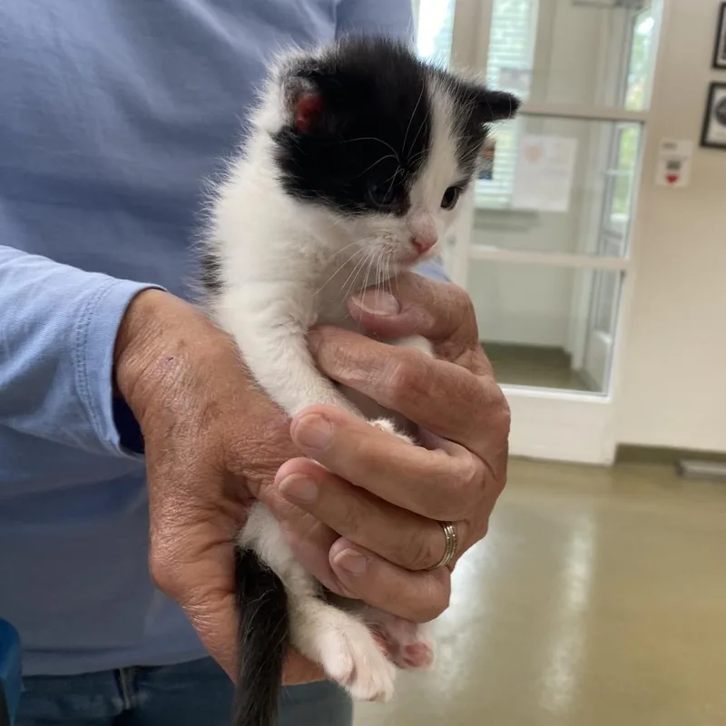 A baby small-sized male White Domestic Short Hair cat named Sponge for adoption in Harrisonburg, VA