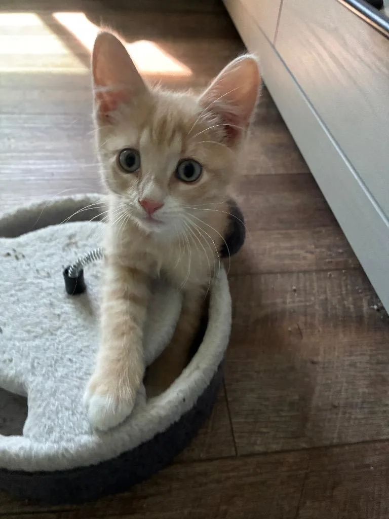 A baby small-sized male Domestic Short Hair cat named Toast for adoption in Lewisville, TX