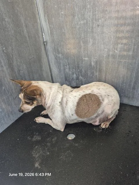 An adult small-sized female Chihuahua dog named Beth for adoption in San Antonio, TX