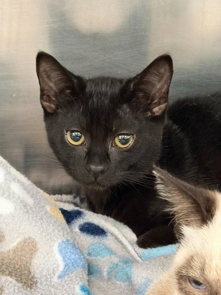 A baby medium-sized male Domestic Short Hair cat named Ferris for adoption in St. Helens, OR