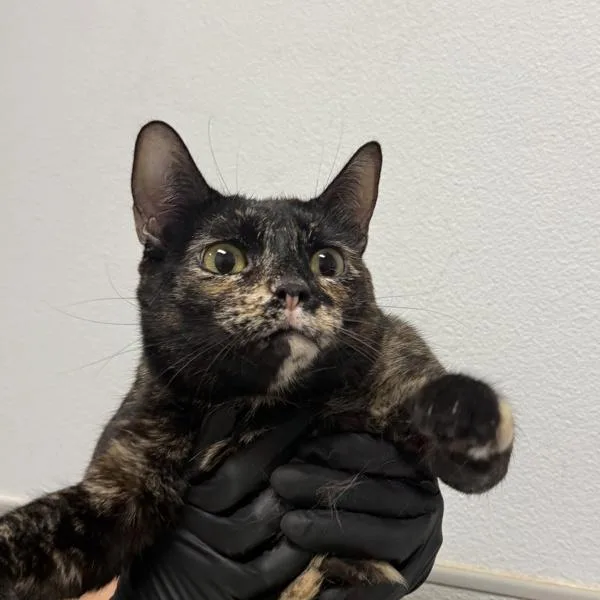 A young medium-sized female Domestic Short Hair cat named Bambino for adoption in Escondido, CA