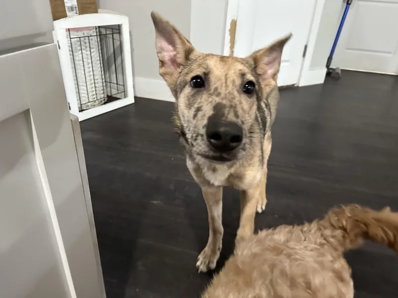 A baby medium-sized male Merle (Blue) Mixed Breed dog named Gaston for adoption in Seville, OH