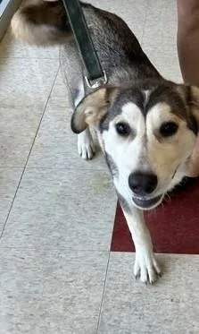 A baby medium-sized female Siberian Husky dog named Hannah A for adoption in Plano, TX