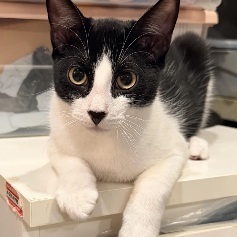 A baby medium-sized male Black & White / Tuxedo Domestic Short Hair cat named Gio for adoption in Homestead, FL