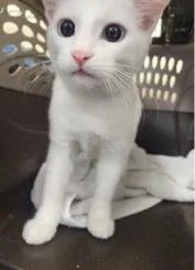 A baby medium-sized male White Domestic Short Hair cat named Hargrove ORT for adoption in Missouri City, TX
