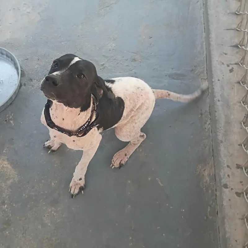 An adult small-sized female Black Mixed Breed dog named Lolli for adoption in Duncan, OK