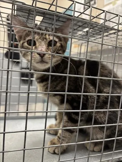 A baby small-sized male Domestic Short Hair cat named Elvis for adoption in Las Vegas, NV