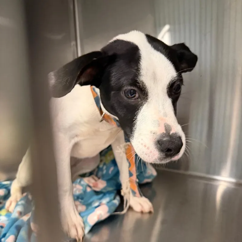 A young small-sized female White / Cream Mixed Breed dog named Sadie for adoption in Greensboro, NC