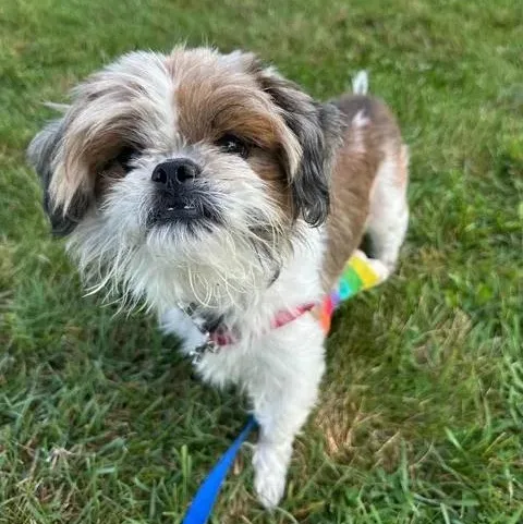 An adult small-sized male Shih Tzu dog named Wilbur Meet me on for adoption in Hartland, WI