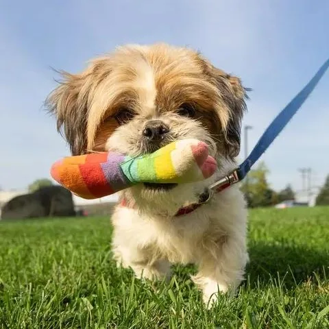 Wilbur Meet me on thumbnail 6