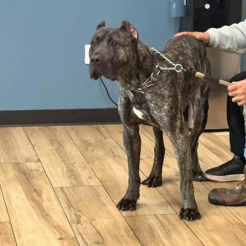 A young large-sized male Brindle Presa Canario dog named Monster Jam for adoption in Newark, NJ