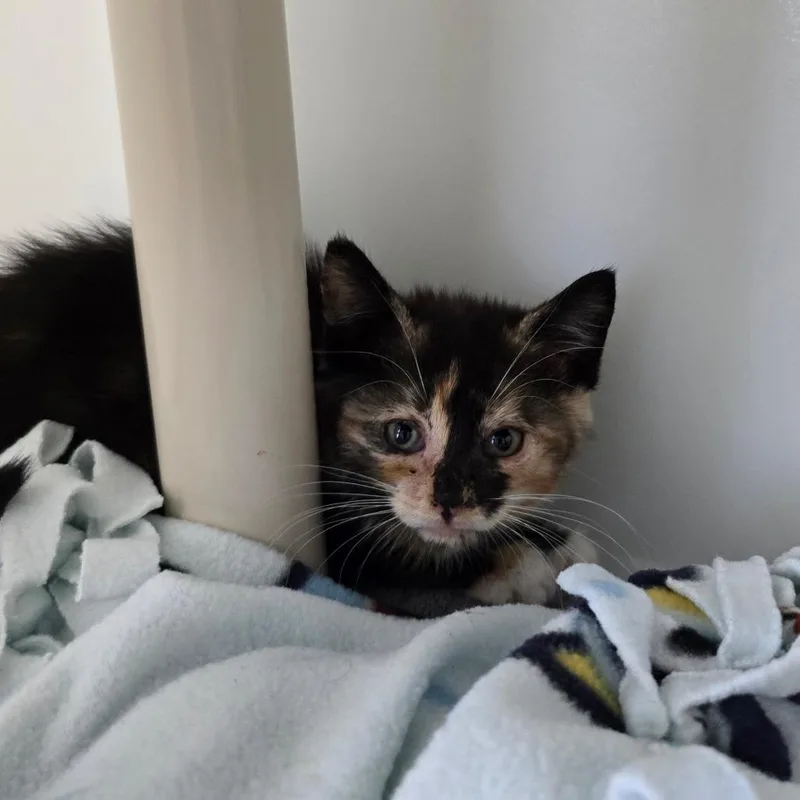 A baby small-sized female Torbie Domestic Short Hair cat named Journey for adoption in Naples, FL