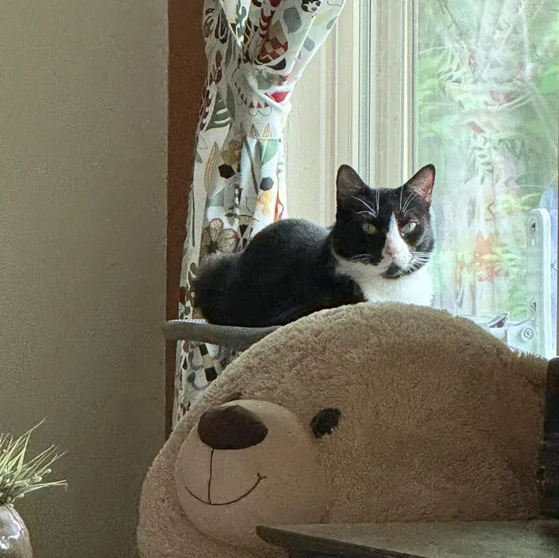 An adult large-sized male Black & White / Tuxedo Domestic Short Hair cat named Mist for adoption in Memphis, TN