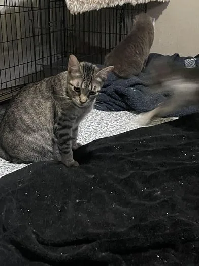A baby small-sized female Tabby (Gray / Blue / Silver) Domestic Short Hair cat named Kiwi for adoption in Liverpool, TX