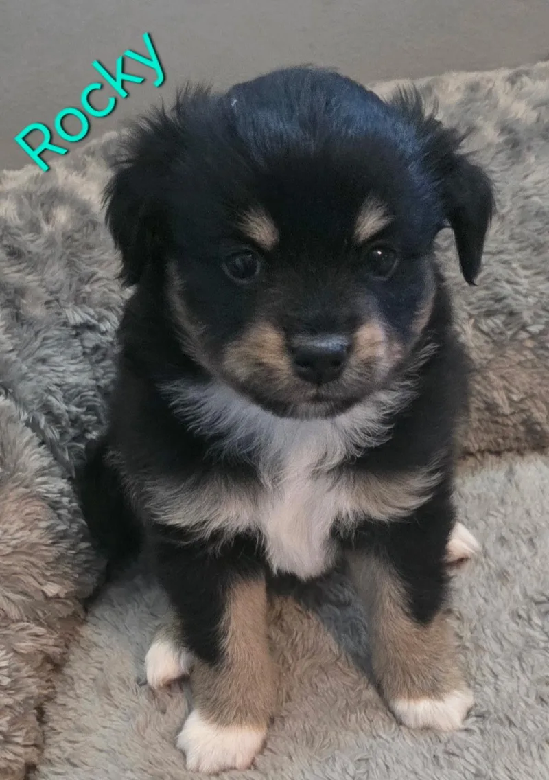 A baby small-sized male Australian Shepherd dog named Rocky for adoption in Aurora, IL