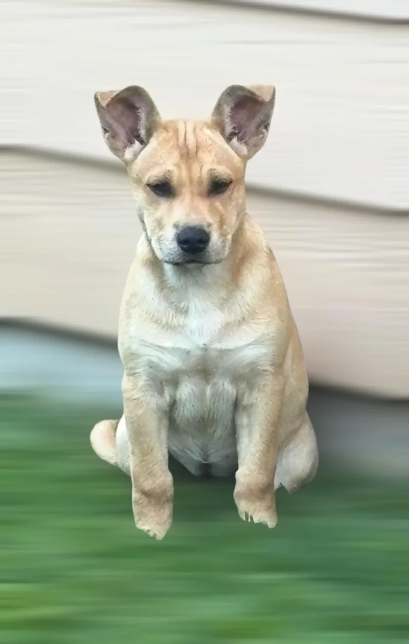 Peanut Butter........nuttin' Better : thumbnail 4