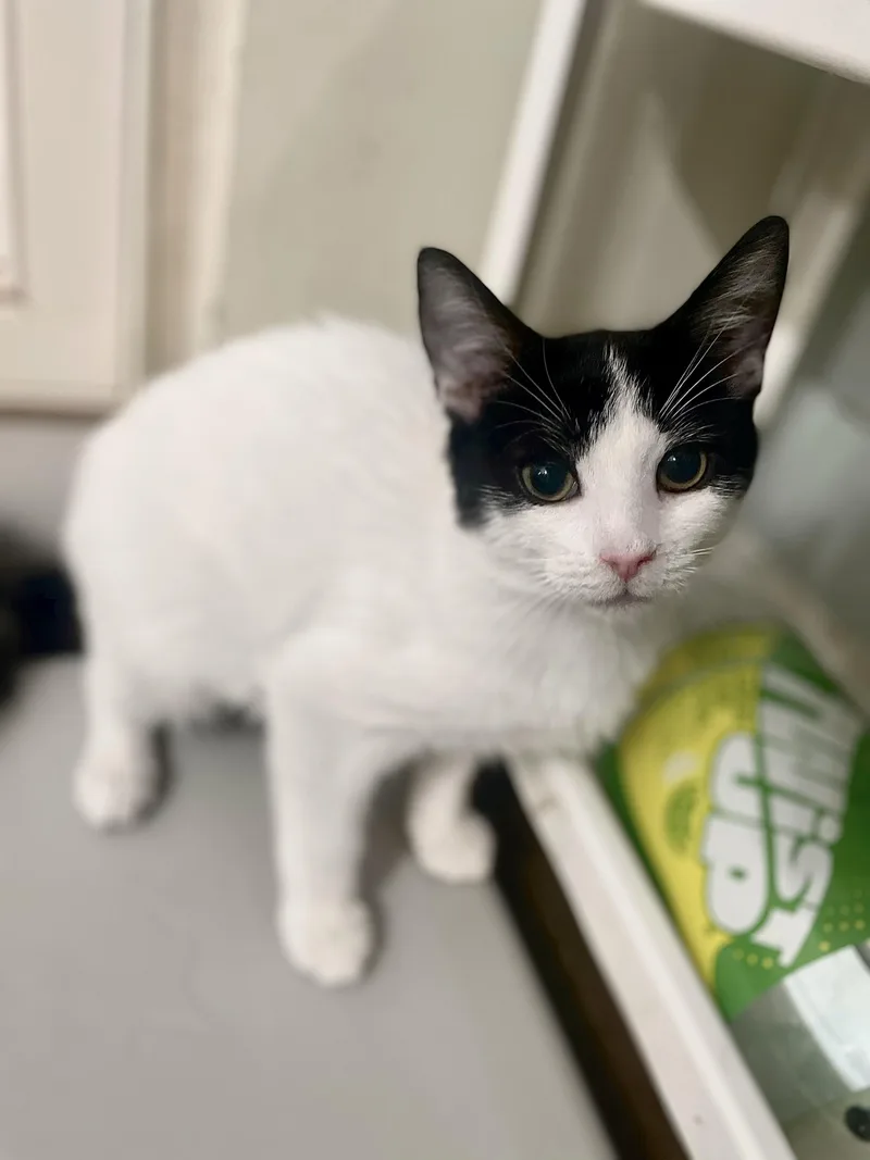 A young medium-sized male Domestic Short Hair cat named Tommy for adoption in Clayton, NC