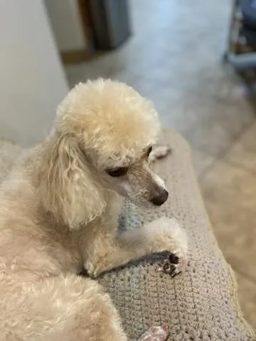 A senior small-sized female Miniature Poodle dog named Casey for adoption in Beverly Hills, CA