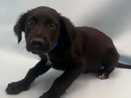 A baby large-sized male Newfoundland Dog dog named Bert for adoption in Golden Valley, MN