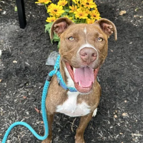 An adult large-sized male Bicolor Pit Bull Terrier dog named Brock Lonestar for adoption in Rockaway, NJ