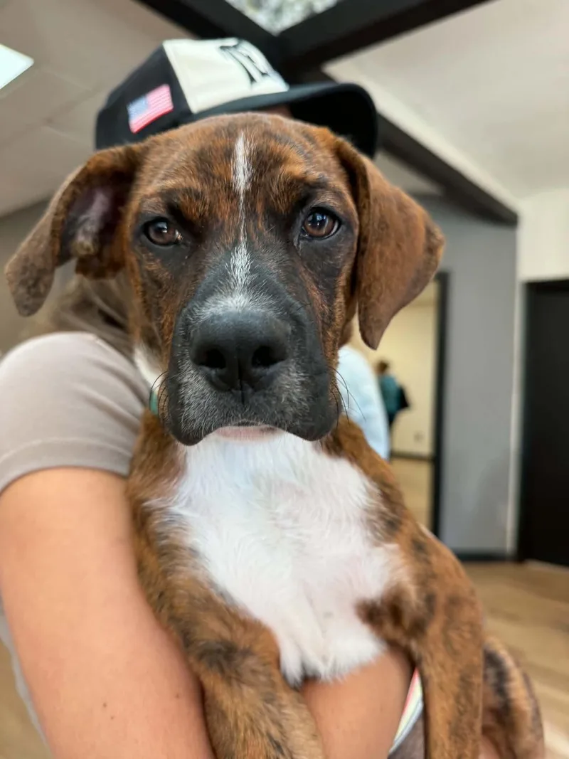 A young medium-sized male Boxer dog named Arlo for adoption in Springville, NY