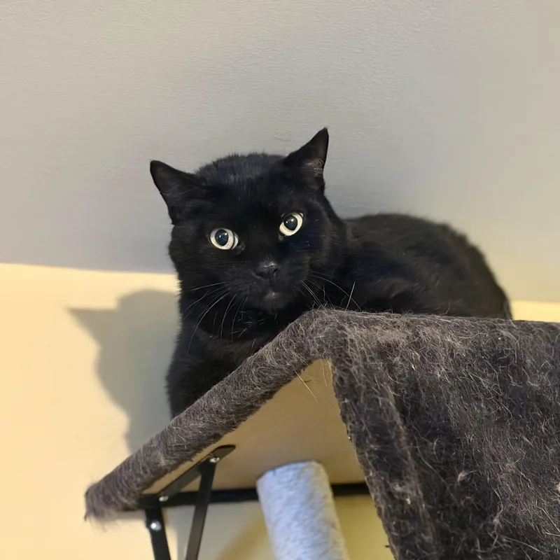 An adult medium-sized male Black Domestic Short Hair cat named Eclipse for adoption in Greensboro, NC