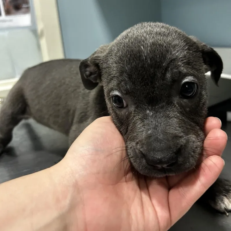 A baby small-sized female Gray / Blue / Silver Mixed Breed dog named Moonstone for adoption in Chattanooga, TN