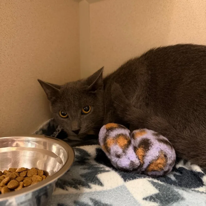 A baby medium-sized male Domestic Short Hair cat named Heath for adoption in Fredericksburg, VA