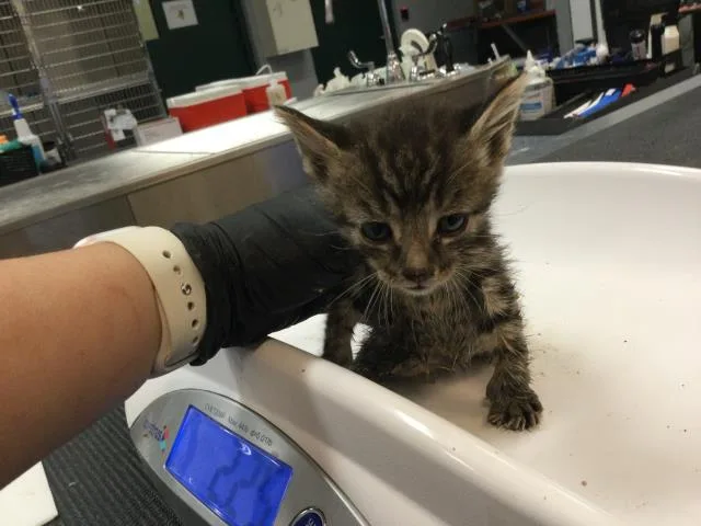 A baby small-sized male Domestic Short Hair cat named Ramyeon for adoption in Thousand Palms, CA