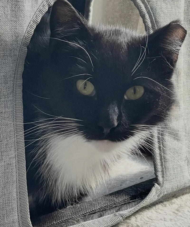A young medium-sized male Domestic Short Hair cat named Marquis And Majesty for adoption in Brooklyn, NY
