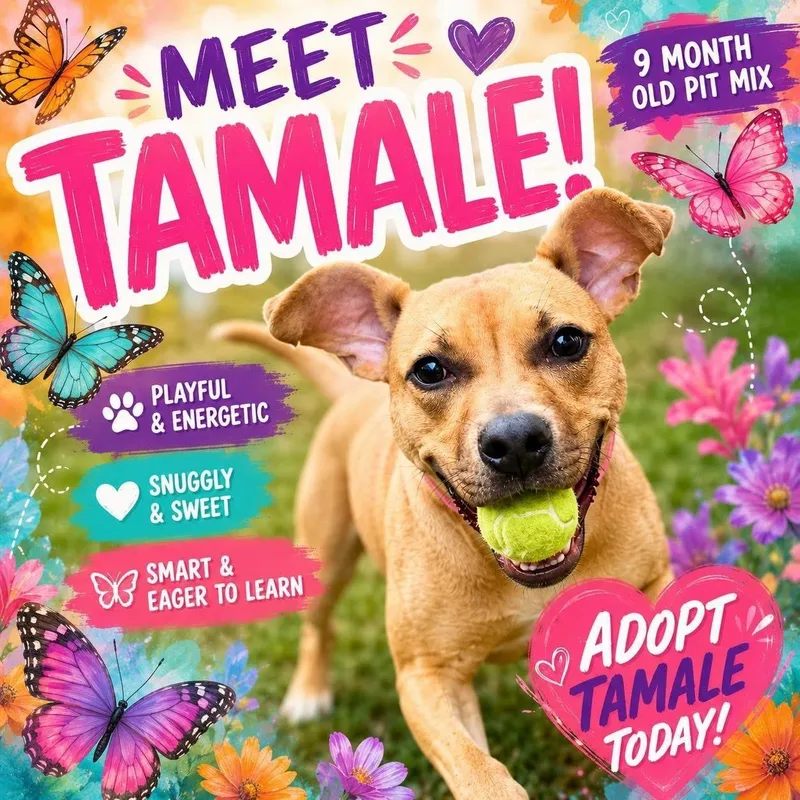 A young medium-sized female Yellow / Tan / Blond / Fawn Pit Bull Terrier dog named Tamale for adoption in Jackson, NJ