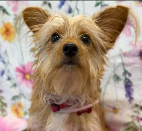 A young small-sized female Yorkshire Terrier dog named Bubbles for adoption in Golden, CO