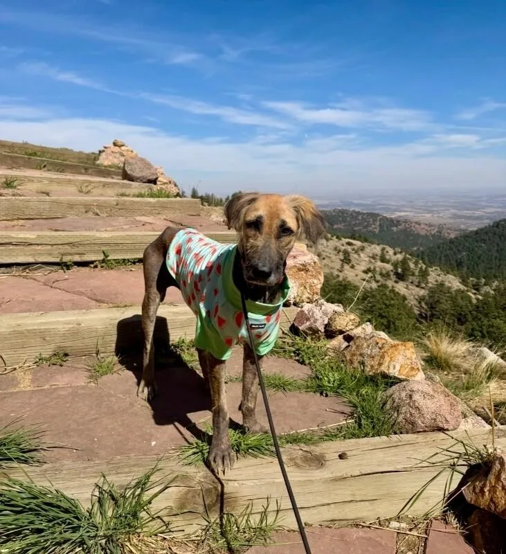 A young medium-sized female Golden Irish Wolfhound dog named Chickpea for adoption in Boulder, CO