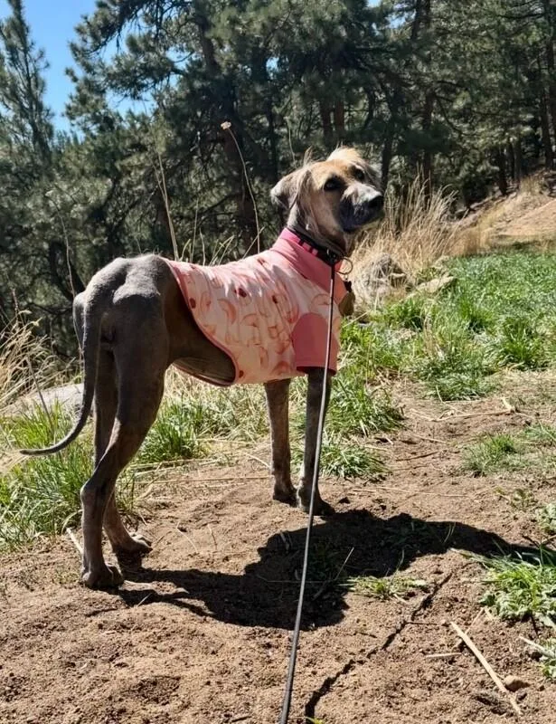 Chickpea thumbnail 2