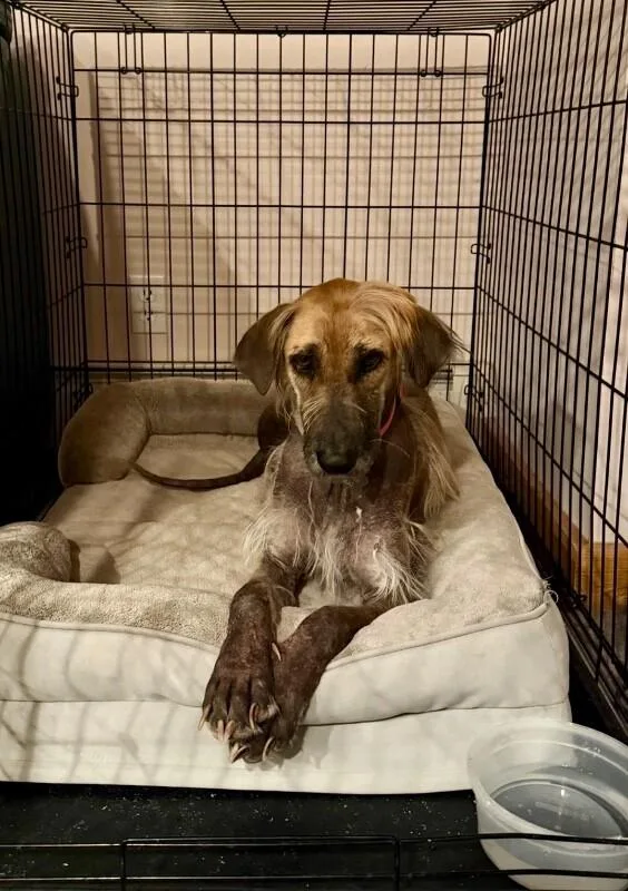 Chickpea thumbnail 3