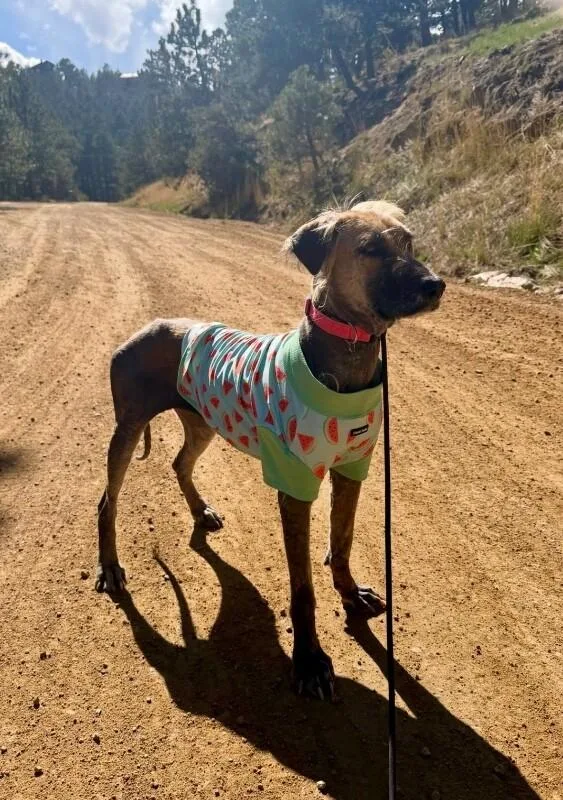 Chickpea thumbnail 4