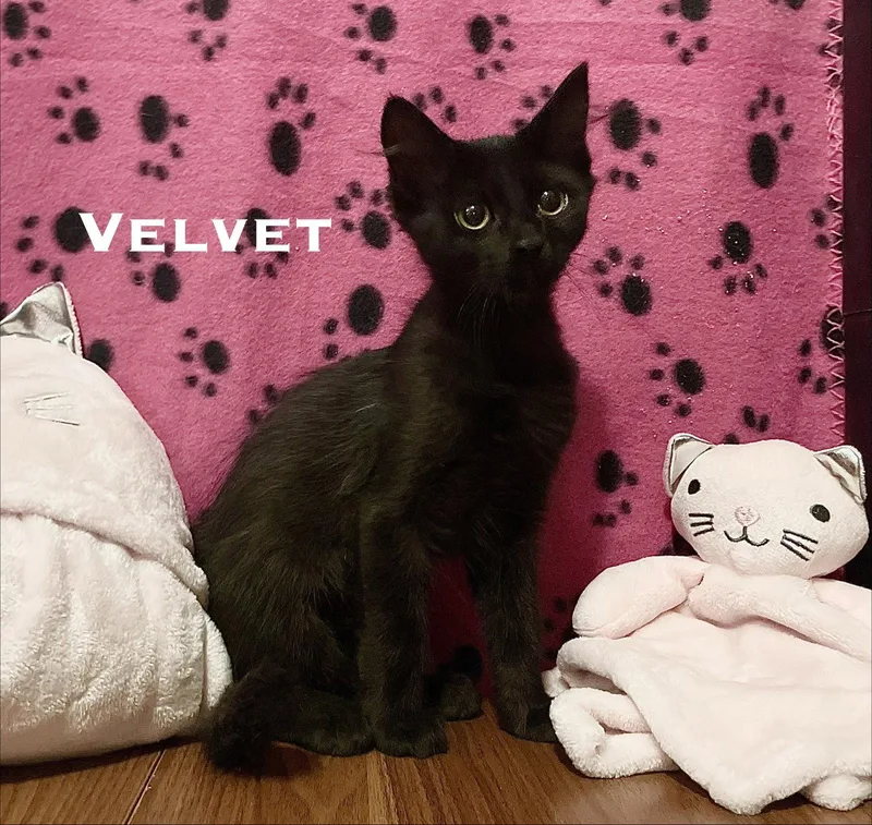 A baby small-sized female Black Domestic Long Hair cat named Velvet for adoption in El Centro, CA