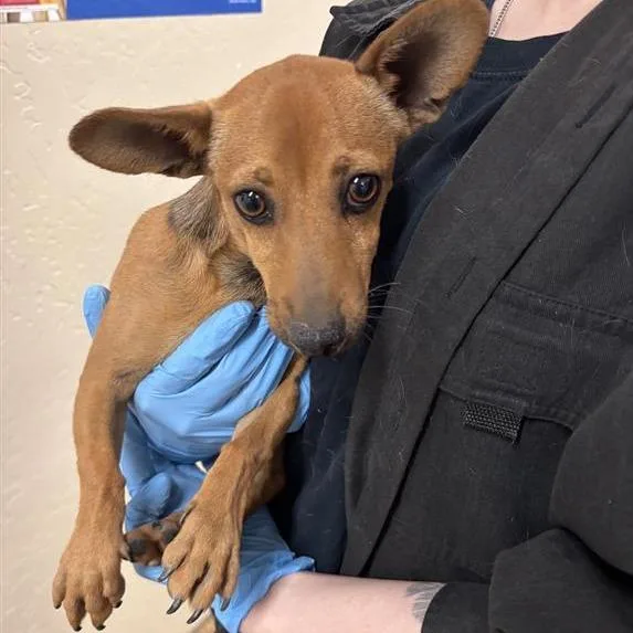 A young small-sized male Yellow / Tan / Blond / Fawn Chihuahua dog named Saguaro for adoption in Tempe, AZ