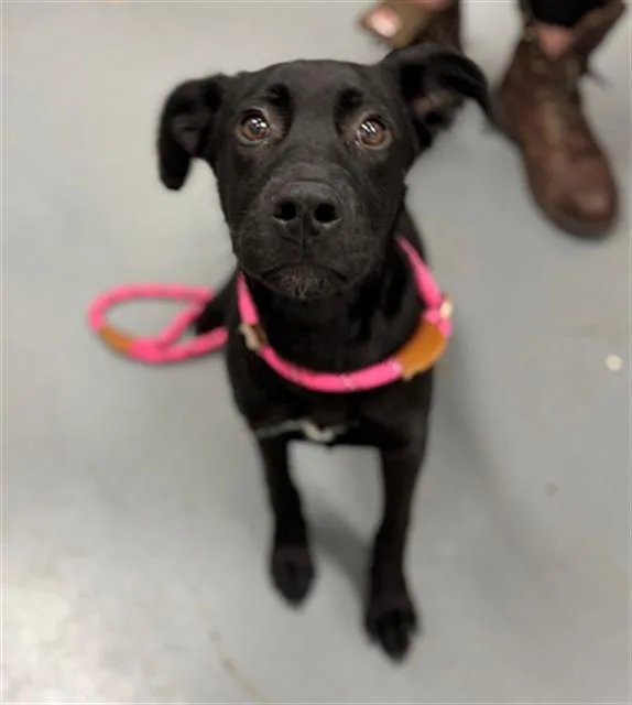 A young medium-sized male Labrador Retriever dog named Roomba for adoption in Peoria, IL