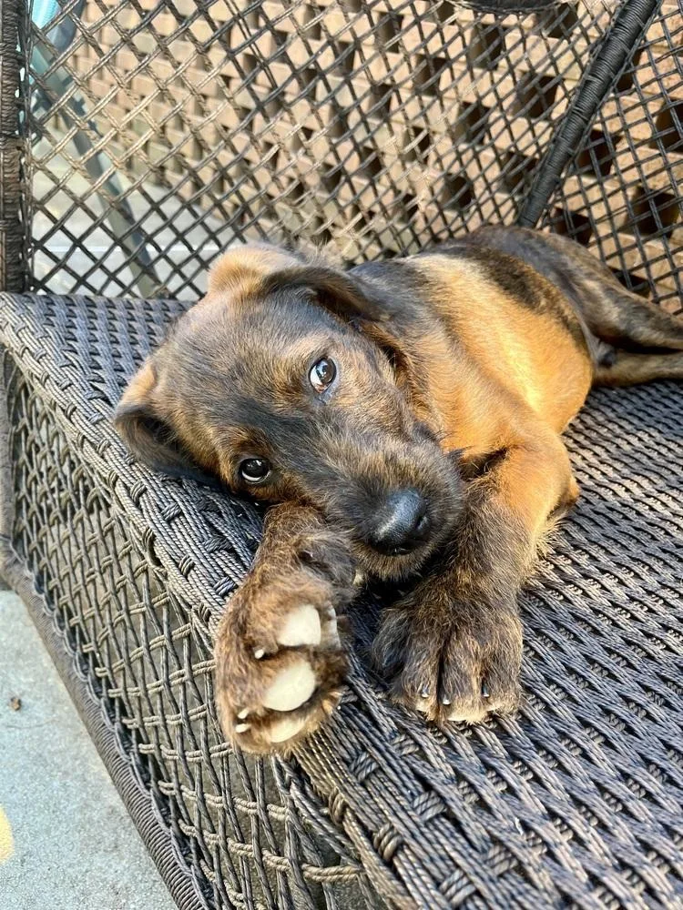A baby medium-sized male Brindle Standard Poodle dog named Tucker for adoption in Jackson, GA