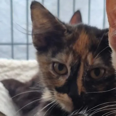 A baby small-sized female Tortoiseshell Domestic Short Hair cat named Nirvana for adoption in Ventura, CA