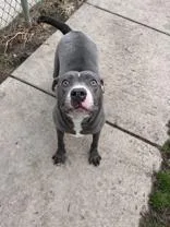 An adult large-sized male Gray / Blue / Silver Pit Bull Terrier dog named Stone for adoption in Moline, IL