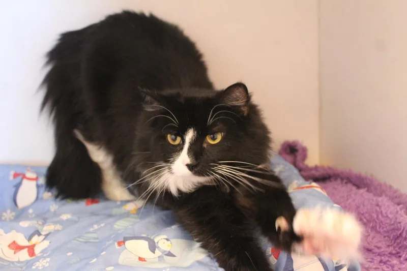 An adult medium-sized male Black & White / Tuxedo Domestic Long Hair cat named A Boy Named Sue for adoption in Chestertown, MD